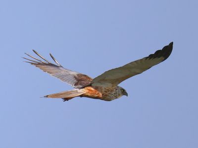Bruine Kiekendief - Western Mash Harrier