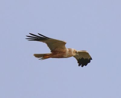 Bruine Kiekendief - Western Mash Harrier