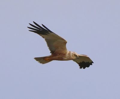 Bruine Kiekendief - Western Mash Harrier