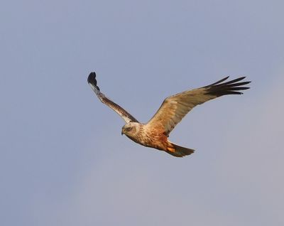Bruine Kiekendief - Western Marsh Harrier