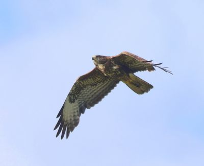 Buizerd - Common Buzzard