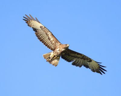 Buizerd - Common Buzzard