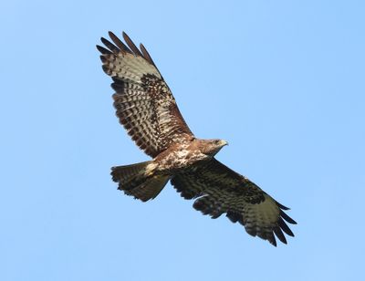 Buizerd - Common Buzzard