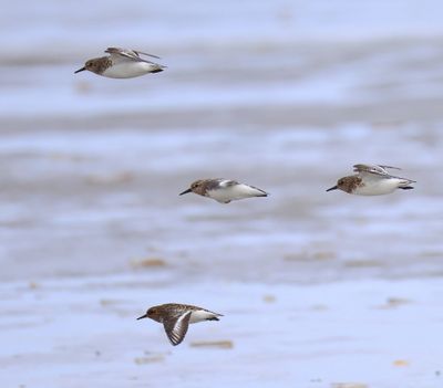 Drieteenstrandloper - Sanderling