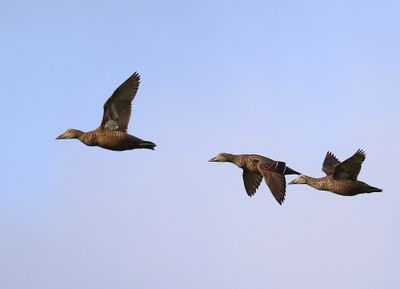 Eiders - Common Eiders