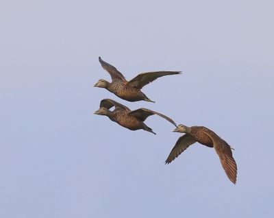 Eiders - Common Eiders