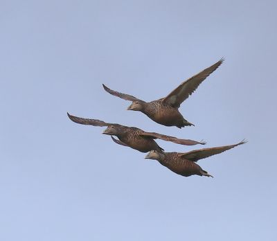 Eiders - Common Eiders