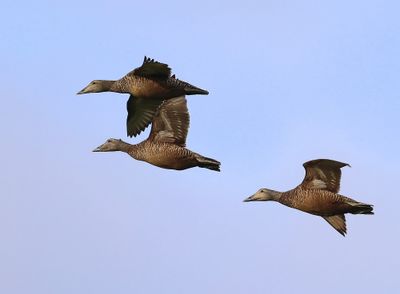 Eiders - Common Eiders