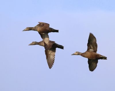 Eiders - Common Eiders