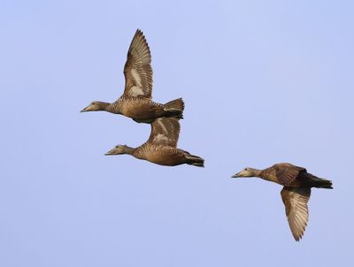 Eider - Common Eider