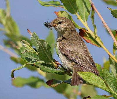 Fitis - Willow Warbler