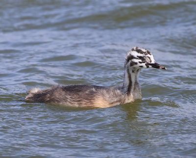 Fuut - Great Crested Grebe