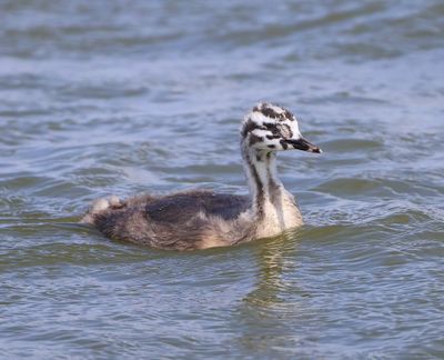 Fuut - Great Crested Grebe