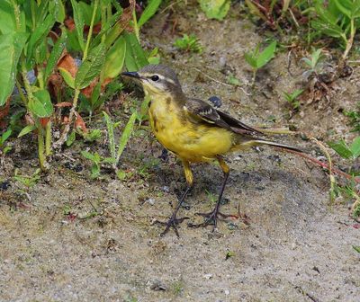 Gele Kwikstaart - Blue-headed Wagtail