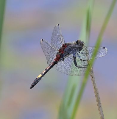 Gevlekte Witsnuitlibel - Large White-faced Darter