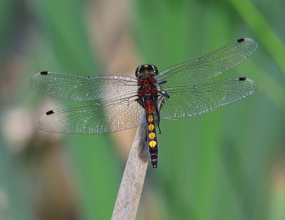 Gevlekte Witsnuitlibel - Large White-faced Darter