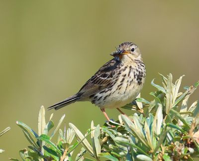 Graspieper - Meadow Pipit