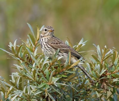 Graspieper - Meadow Pipit