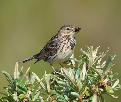 Graspieper - Meadow Pipit
