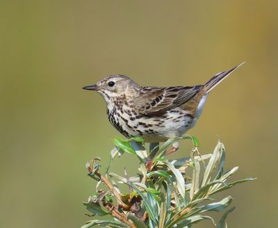 Graspieper - Meadow Pipit