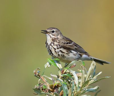 Graspieper - Meadow Pipit