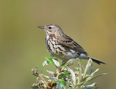 Graspieper - Meadow Pipit