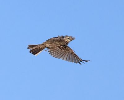 Graspieper - Meadow Pipit
