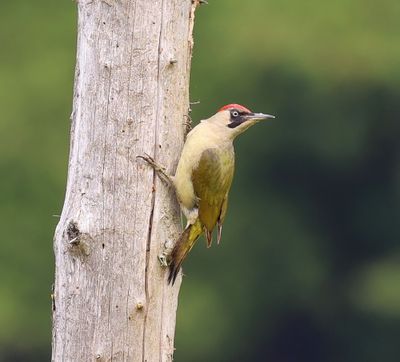 Groene Specht - European Green Woodpecker