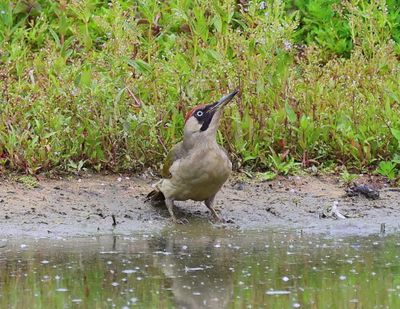 Groene Specht - European Green Woodpecker