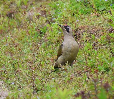 Groene Specht - European Green Woodpecker