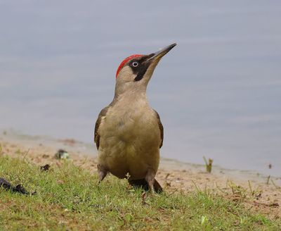 Groene Specht - European Green Woodpecker
