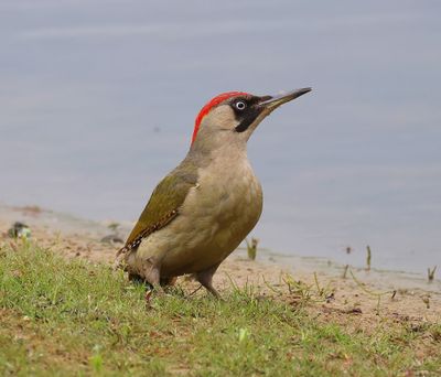 Groene Specht - European Green Woodpecker