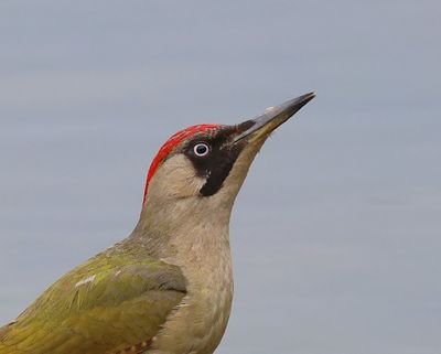 Groene Specht - European Green Woodpecker