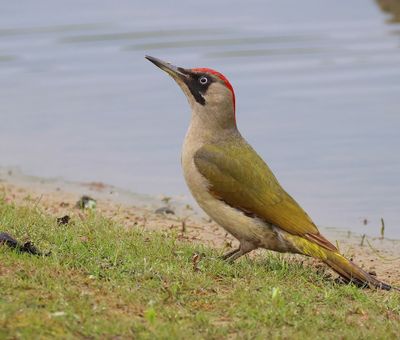 Groene Specht - European Green Woodpecker