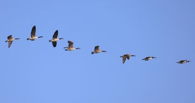 Grote Canadese Ganzen - Canada Geese