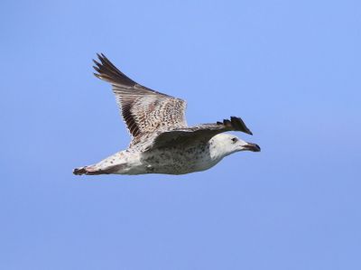 Grote Mantelmeeuw - Great Black-backed Gull