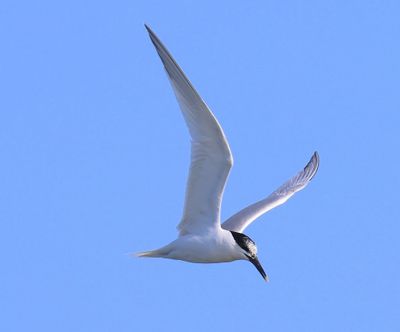 Grote Stern - Sandwich Tern