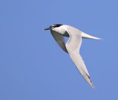 Grote Stern - Sandwich Tern