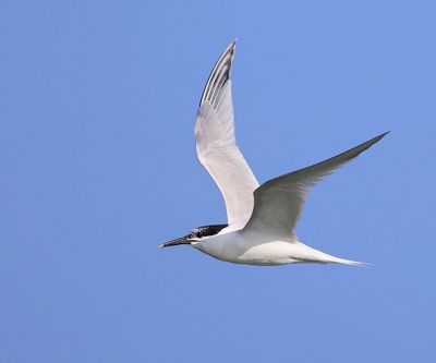 Grote Stern - Sandwich Tern