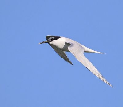 Grote Stern - Sandwich Tern
