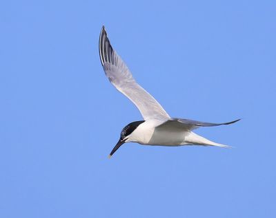 Grote Stern - Sandwich Tern