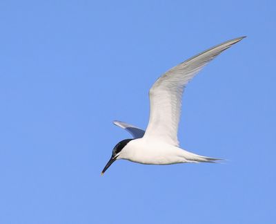 Grote Stern - Sandwich Tern