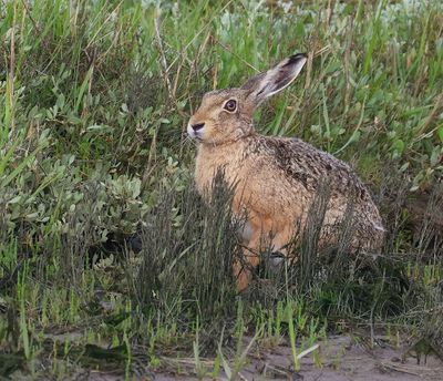 Haas - Hare