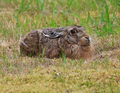Haas - Hare