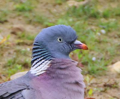 Houtduif - Common Wood Pigeon
