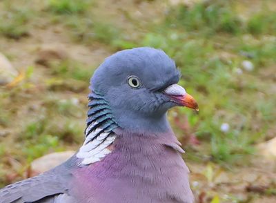 Houtduif - Common Wood Pigeon