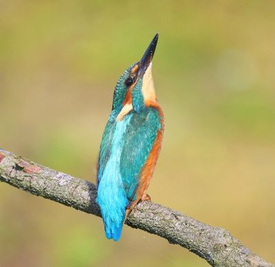 IJsvogel - Common Kingfisher
