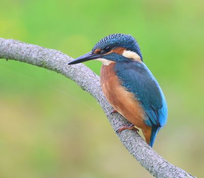 IJsvogel - Common Kingfisher