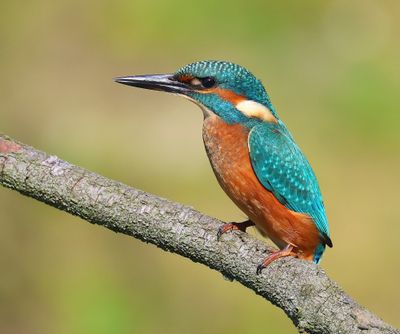 IJsvogel - Common Kingfisher