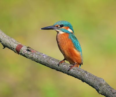 IJsvogel - Common Kingfisher